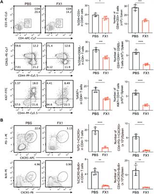 Small-molecule BCL6 inhibitor protects chronic cardiac transplant rejection and inhibits T follicular helper cell expansion and humoral response